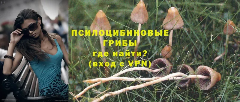 МЕГА зеркало  Железногорск  Галлюциногенные грибы Psilocybe 